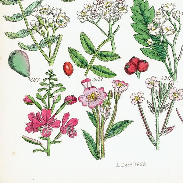 イギリス アンティーク ボタニカルアート/植物画 バラ、ナシ