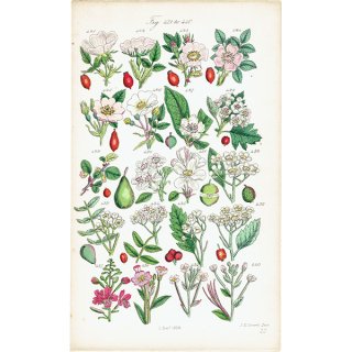イギリス アンティーク ボタニカルアート/植物画 バラ、ナシ (John Edward Sowerby) 1860年 0598