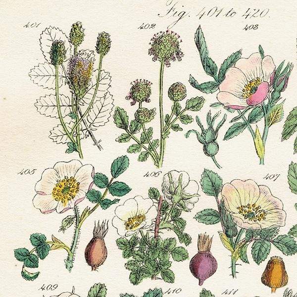 イギリス アンティーク ボタニカルアート/植物画 バラ (John イギリス アンティーク ボタニカルアート/植物画 バラ (John