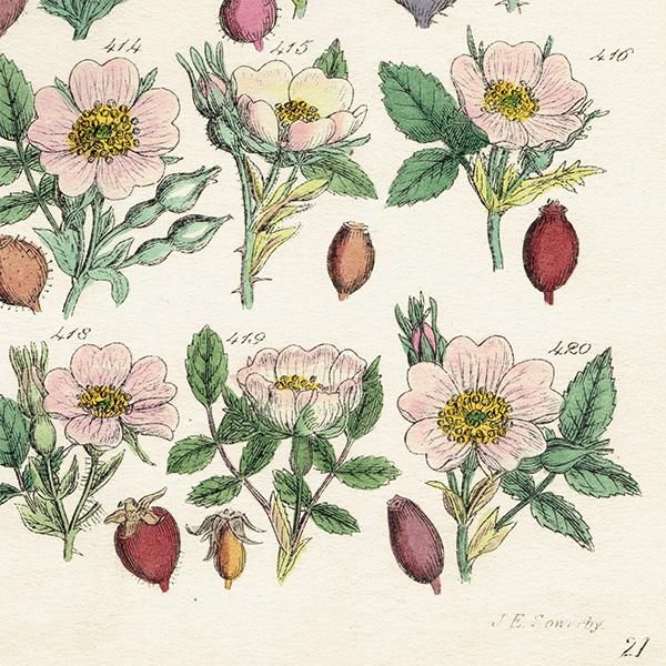 イギリス アンティーク ボタニカルアート/植物画 バラ (John