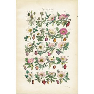 イギリス アンティーク ボタニカルアート/植物画 バラ (John Edward Sowerby)  1876年 0610
