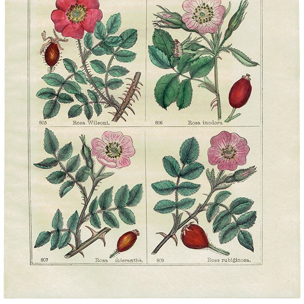 イギリス アンティーク ボタニカルアート/植物画 ローズ (Richard Deakin) 1857年 0616