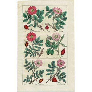 イギリス アンティーク ボタニカルアート/植物画 ローズ (Richard Deakin) 1857年 0616