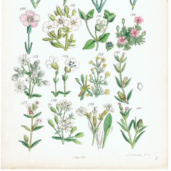 イギリス アンティーク ボタニカルアート/植物画 (John Edward イギリス アンティーク ボタニカルアート/植物画 (John Edward