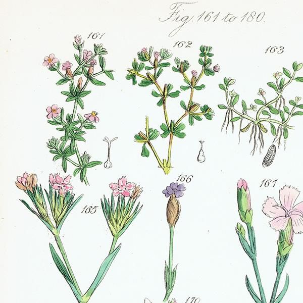 イギリス アンティーク ボタニカルアート/植物画 (John Edward イギリス アンティーク ボタニカルアート/植物画 (John Edward