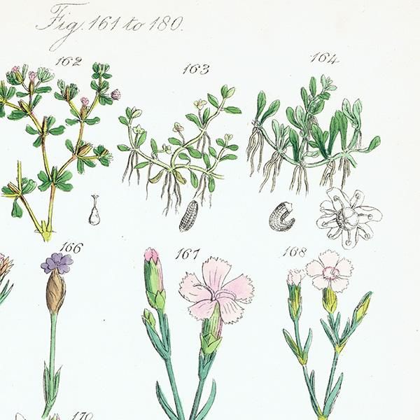イギリス アンティーク ボタニカルアート/植物画 (John Edward イギリス アンティーク ボタニカルアート/植物画 (John Edward