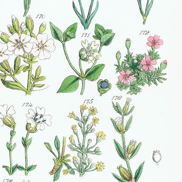 沢山並んだ植物画が可愛いイギリスのJ.E.サワビーの野生植物図鑑 沢山並んだ植物画が可愛いイギリスのJ.E.サワビーの野生植物図鑑
