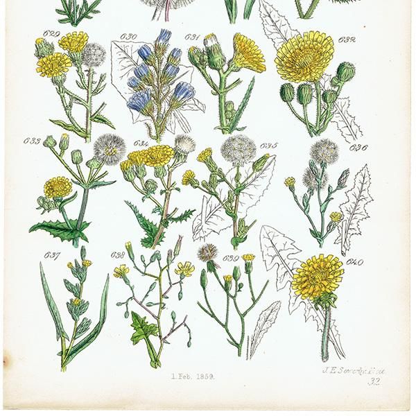 イギリス アンティーク ボタニカルアート/植物画 たんぽぽ など イギリス アンティーク ボタニカルアート/植物画 たんぽぽ など