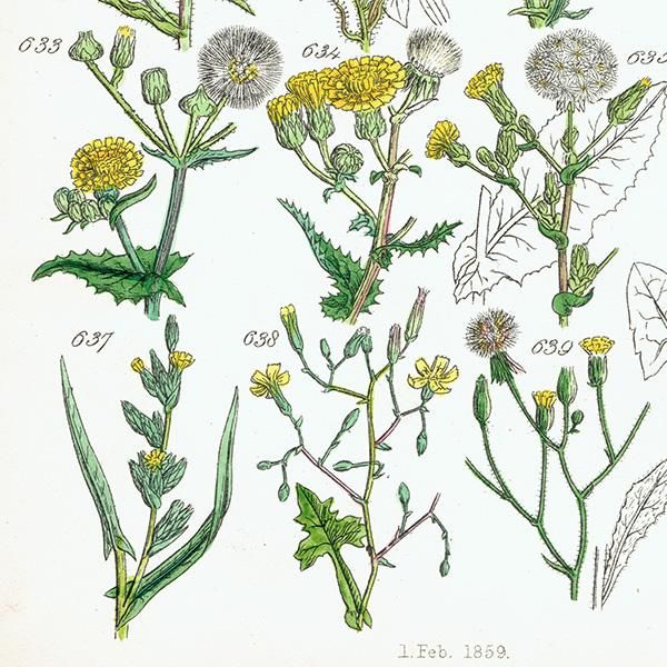 沢山並んだ植物画が可愛いイギリスのJ.E.サワビーの野生植物図鑑 沢山並んだ植物画が可愛いイギリスのJ.E.サワビーの野生植物図鑑 ☆
