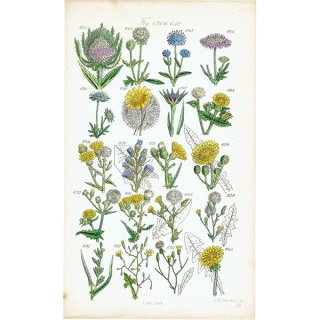 イギリス アンティーク ボタニカルアート/植物画 たんぽぽ など  (John Edward Sowerby) 1860年 0599