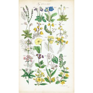 イギリス アンティーク ボタニカルアート/植物画  (John Edward Sowerby) 1860年 0600