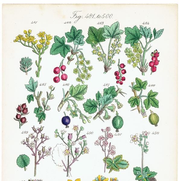 イギリス アンティーク ボタニカルアート/植物画 (John Edward イギリス アンティーク ボタニカルアート/植物画 (John Edward