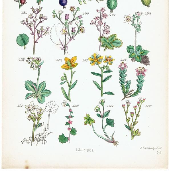 イギリス アンティーク ボタニカルアート / 植物画 British wild