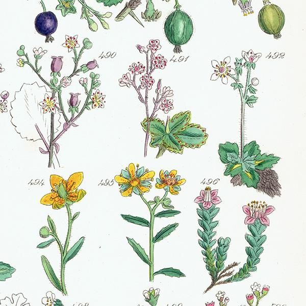 イギリス アンティーク ボタニカルアート/植物画 (John Edward