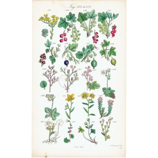 イギリス アンティーク ボタニカルアート/植物画  (John Edward Sowerby) 1860年 0601