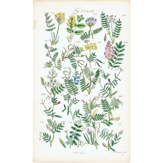 イギリス アンティーク ボタニカルアート/植物画  (John Edward Sowerby) 1860年 0602