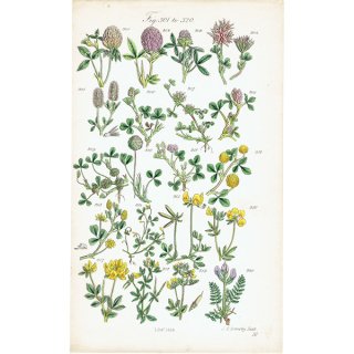 イギリス アンティーク ボタニカルアート/植物画  (John Edward Sowerby) 1860年 0603