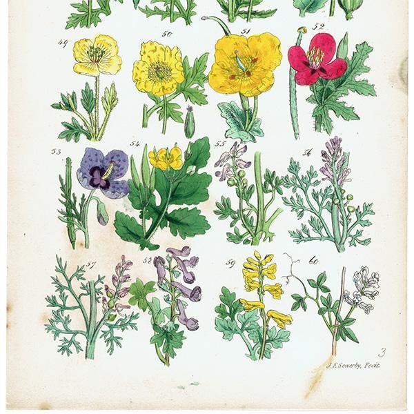1949年 イギリスの可愛い野生植物図鑑 野の花図鑑 ヴィンテージ