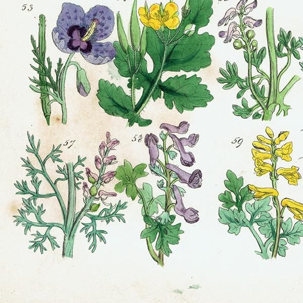 ꥹ ƥ ܥ˥륢/ʪ ݥԡʤҤʤˤʤ (John Edward Sowerby) 1860ǯ 0604