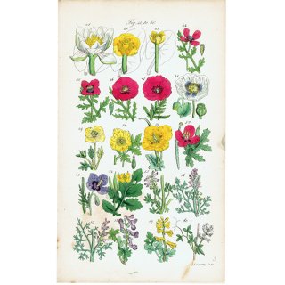 イギリス アンティーク ボタニカルアート/植物画 ポピー（ひなげし）など (John Edward Sowerby) 1860年 0604