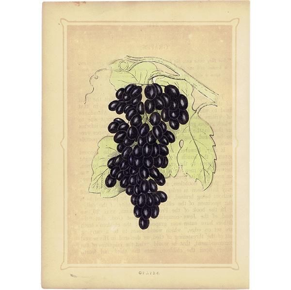 Amazon.co.jp: イギリス アンティーク ボタニカルアート植物画