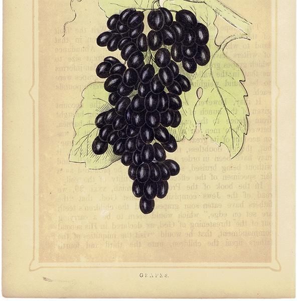 イギリス アンティーク ボタニカルアート/植物画 GRAPES ブドウ