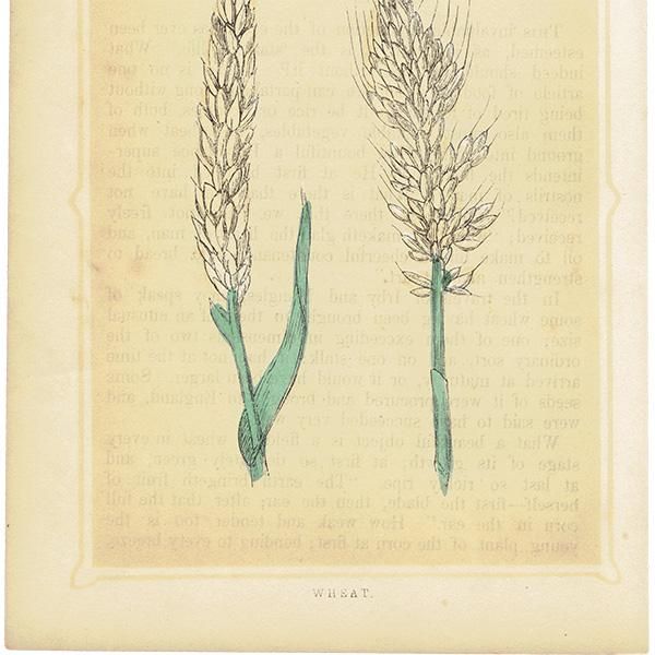 イギリス アンティーク ボタニカルアート/植物画 WHEAT 小麦 by