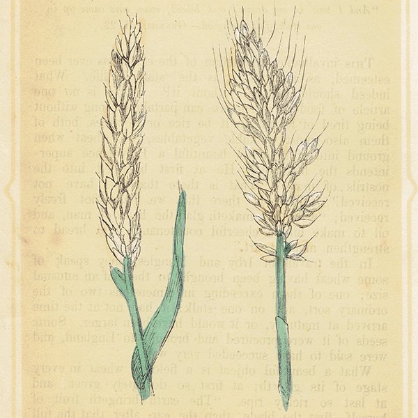 ꥹ ƥ ܥ˥륢/ʪ WHEAT  by F. O. Morris(1856) 0612