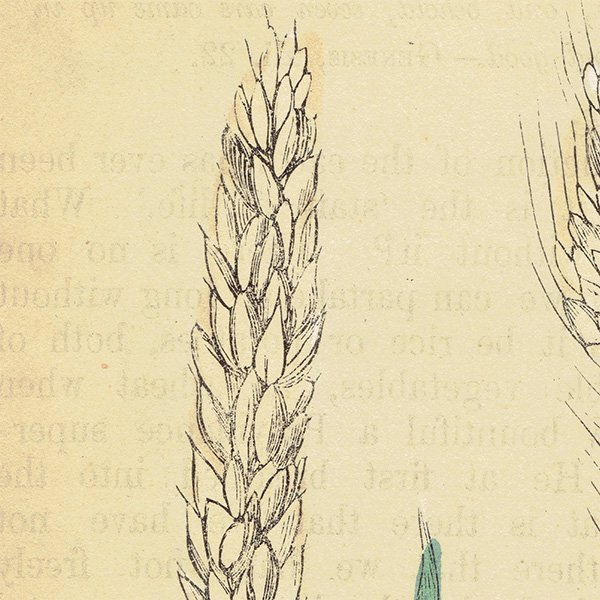 ꥹ ƥ ܥ˥륢/ʪ WHEAT  by F. O. Morris(1856) 0612