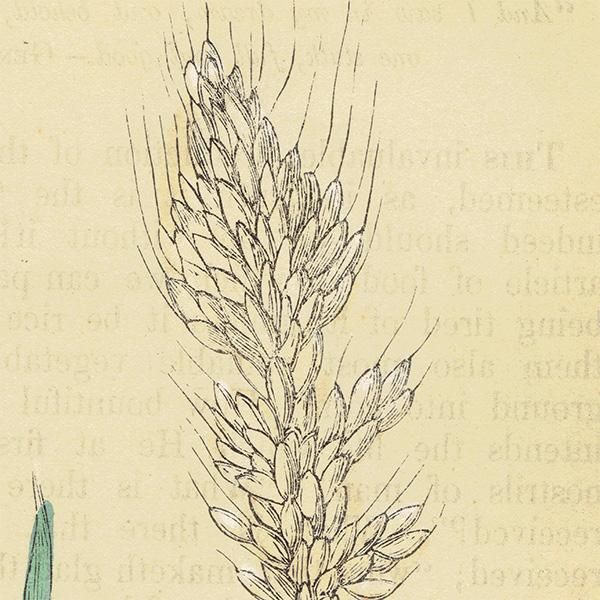 ꥹ ƥ ܥ˥륢/ʪ WHEAT  by F. O. Morris(1856) 0612