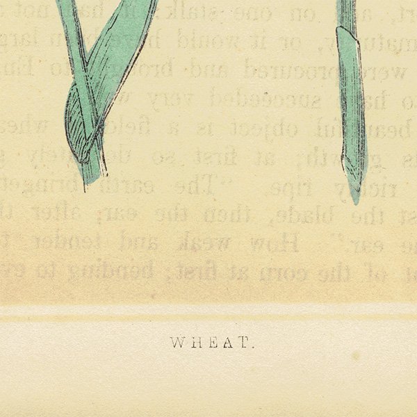 ꥹ ƥ ܥ˥륢/ʪ WHEAT  by F. O. Morris(1856) 0612