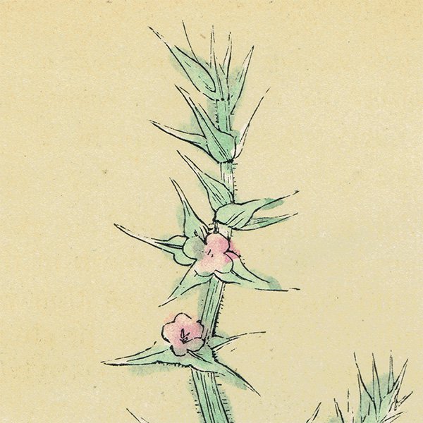 イギリス アンティーク ボタニカルアート/植物画 SOAP ソープ by F. O. Morris(1856) 0613