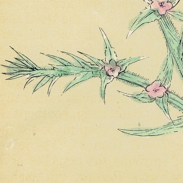 イギリス アンティーク ボタニカルアート/植物画 SOAP ソープ by F. O. Morris(1856) 0613