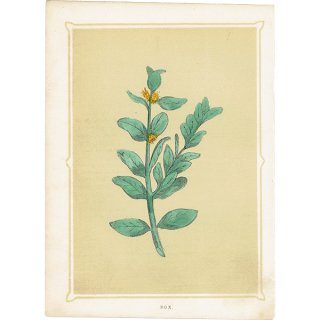 イギリス アンティーク ボタニカルアート/植物画 BOX ツゲ by F. O. Morris(1856) 0614