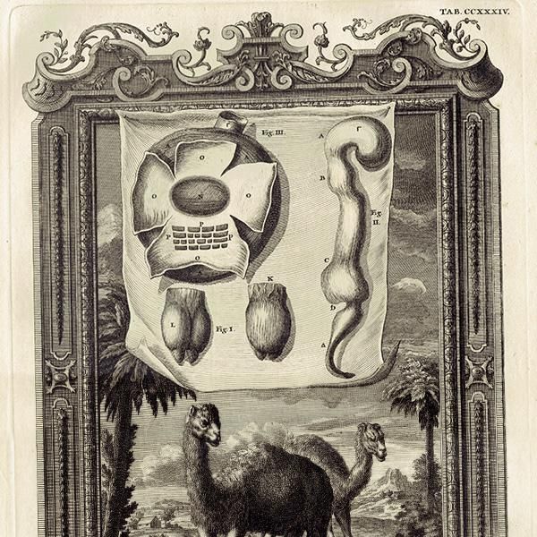 饯 Camel ƥץ ʪ ɸܲ (Physica Sacra) 1731ǯ-1735ǯ  0119