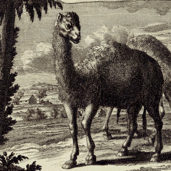 饯 Camel ƥץ ʪ ɸܲ (Physica Sacra) 1731ǯ-1735ǯ  0119