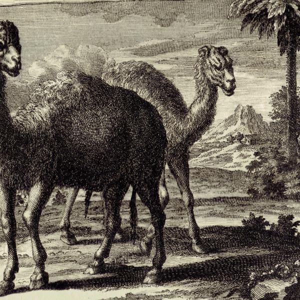 饯 Camel ƥץ ʪ ɸܲ (Physica Sacra) 1731ǯ-1735ǯ  0119