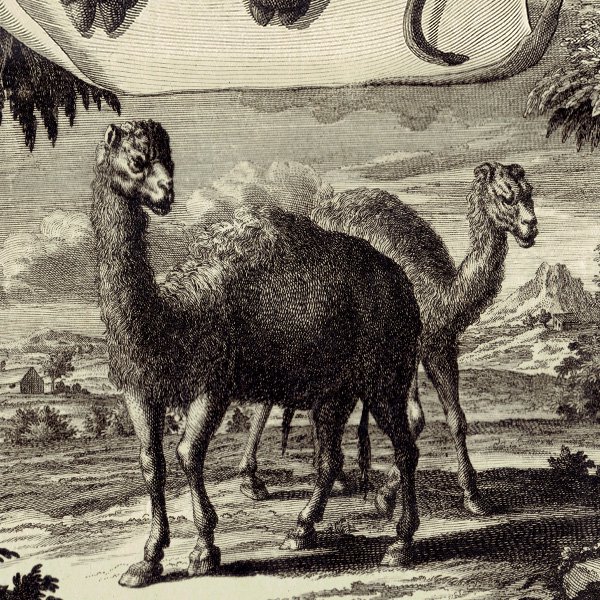 饯 Camel ƥץ ʪ ɸܲ (Physica Sacra) 1731ǯ-1735ǯ  0119