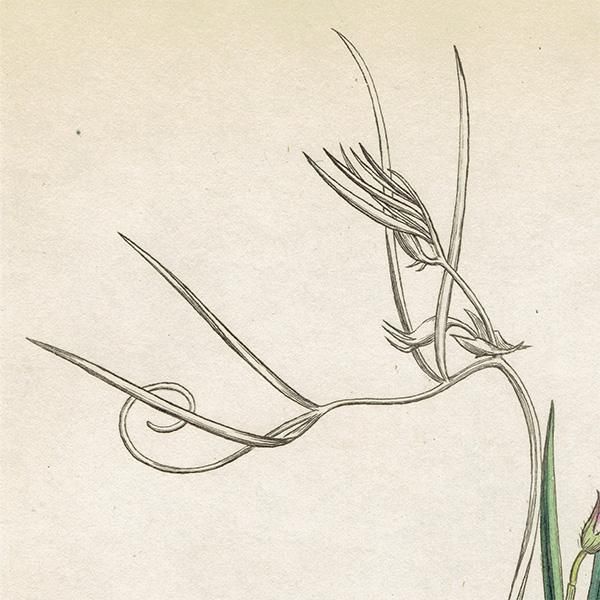 ꥹ ƥ ܥ˥륢/ʪ Ƽǲ VICIA bithynica(ޥ). plate.1016,1839ǯ 0571