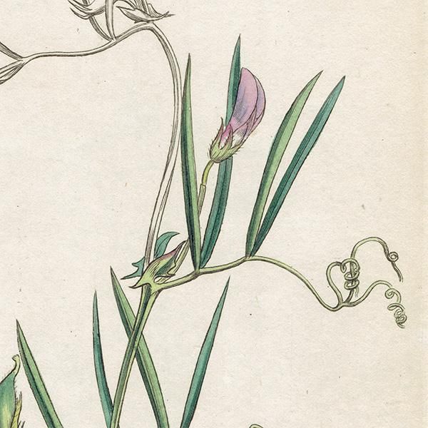 ꥹ ƥ ܥ˥륢/ʪ Ƽǲ VICIA bithynica(ޥ). plate.1016,1839ǯ 0571