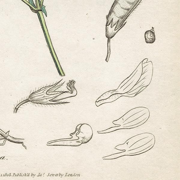 ꥹ ƥ ܥ˥륢/ʪ Ƽǲ VICIA bithynica(ޥ). plate.1016,1839ǯ 0571