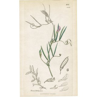 イギリス アンティーク ボタニカルアート/植物画 銅版画 VICIA bithynica(マメ科). plate.1016,1839年 0571