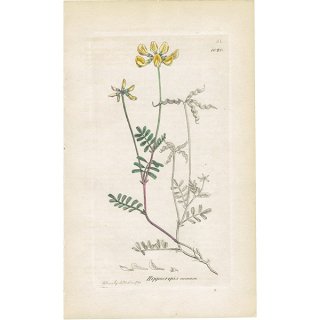 イギリス アンティーク ボタニカルアート/植物画 銅版画 HIPPOCREPIS comosa(ヒッポクレピス・コモサ). plate.1020,1839年 0572