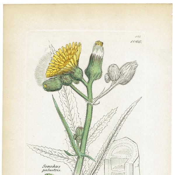 イギリス アンティーク ボタニカルアート/植物画 銅版画 SONCHUS イギリス アンティーク ボタニカルアート/植物画 銅版画 SONCHUS