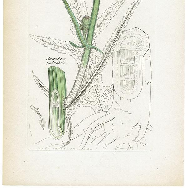 ꥹ ƥ ܥ˥륢/ʪ Ƽǲ SONCHUS palustris(ʥΥ°). plate.1066,1839ǯ 0573