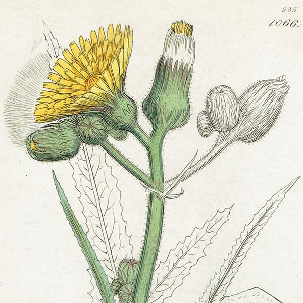 イギリス アンティーク ボタニカルアート/植物画 銅版画 SONCHUS イギリス アンティーク ボタニカルアート/植物画 銅版画 SONCHUS