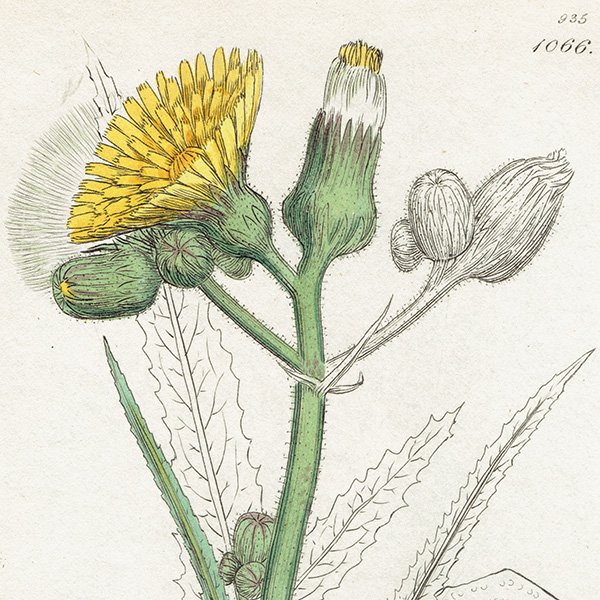 ꥹ ƥ ܥ˥륢/ʪ Ƽǲ SONCHUS palustris(ʥΥ°). plate.1066,1839ǯ 0573