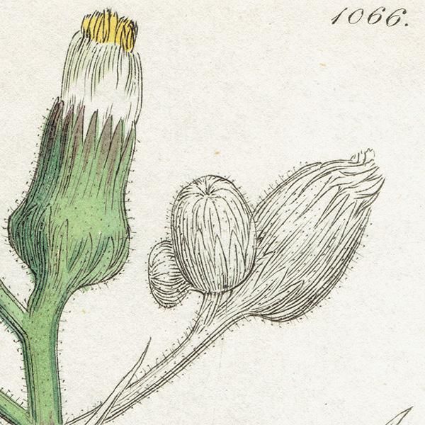 イギリス アンティーク ボタニカルアート/植物画 銅版画 SONCHUS イギリス アンティーク ボタニカルアート/植物画 銅版画 SONCHUS