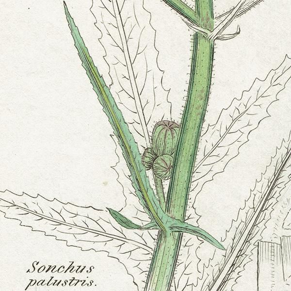 ꥹ ƥ ܥ˥륢/ʪ Ƽǲ SONCHUS palustris(ʥΥ°). plate.1066,1839ǯ 0573