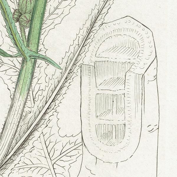 イギリス アンティーク ボタニカルアート/植物画 銅版画 SONCHUS